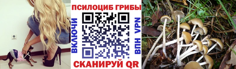 Псилоцибиновые грибы Psilocybine cubensis  Мончегорск 